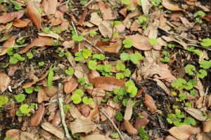 wild-plant-identification